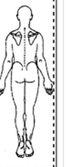 Back body diagram