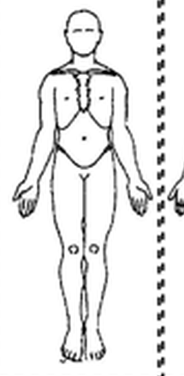 Front body diagram
